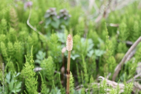 Fototapeta つくし