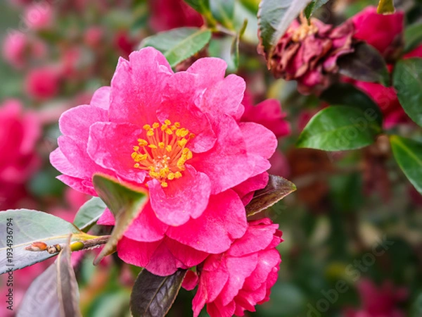 Obraz 心華やぐ、満開のサザンカと冬の光