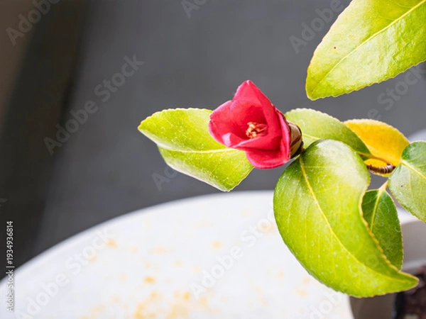 Obraz 冬空に凛と咲く、深紅の侘助と和の心