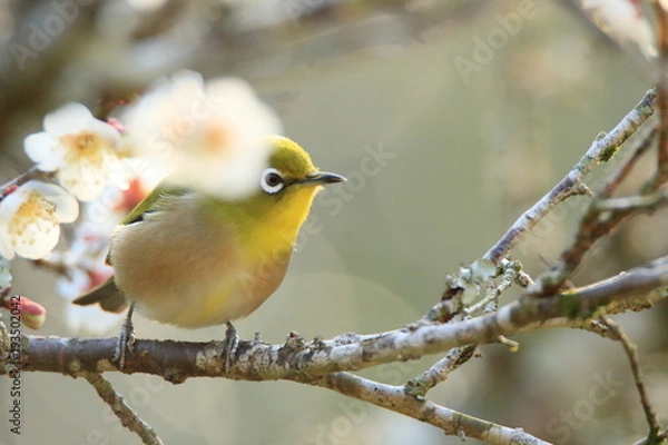 Fototapeta メジロと梅の花