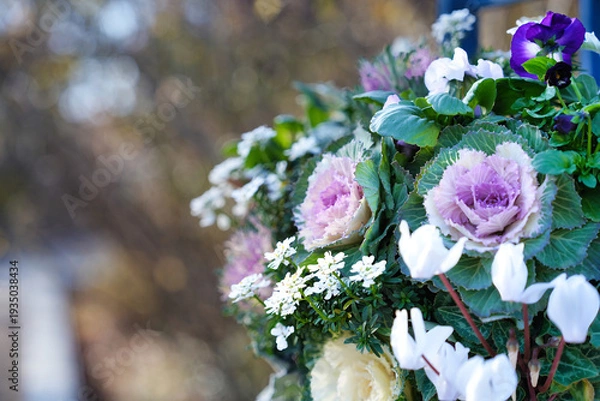 Obraz 冬の花壇を彩る葉牡丹