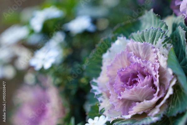 Obraz 冬を彩るハボタンのアップ