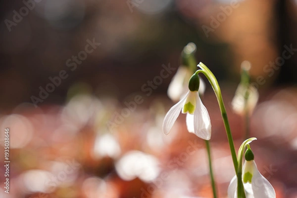 Obraz やわらかな光に包まれたスノードロップ