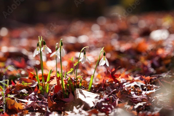 Obraz 紅葉の中に咲くスノードロップ