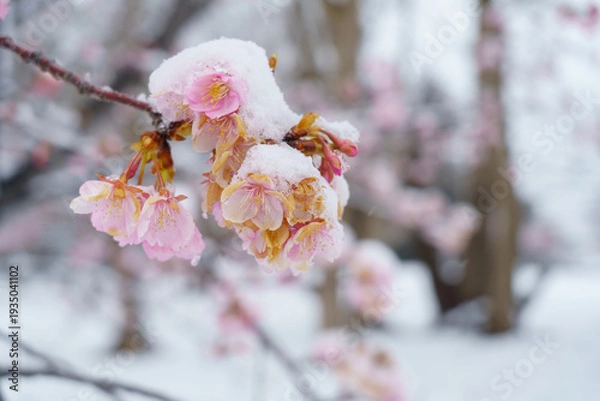 Obraz 日本の風景｜雪の積もる桜の花