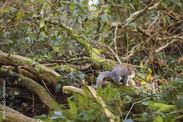 Fototapeta Grey Squirrel in the Forest