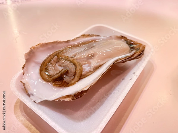 Obraz 冬が旬の真牡蠣。刺身で食べる新鮮な牡蠣。