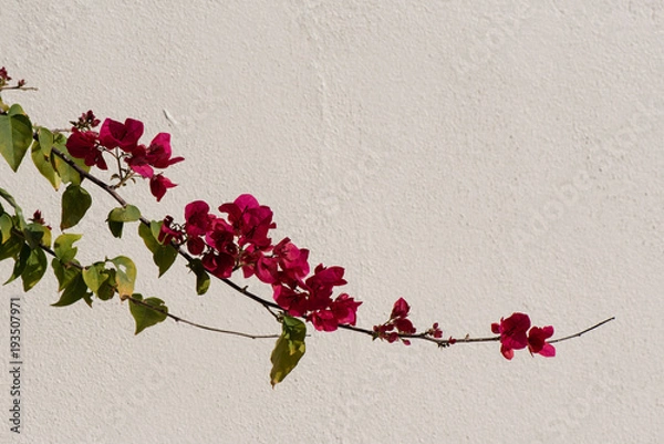 Fototapeta A branch of bougainvillea across a white wall in the sunshine