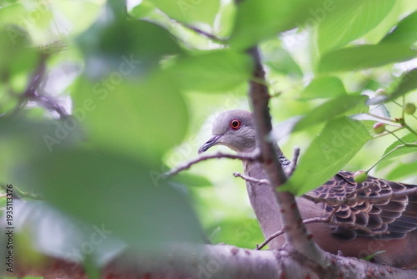 Obraz 木の枝にとまるキジバト