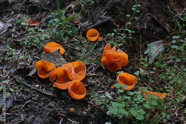 Obraz pezize orangée - champignons des  pyrenees