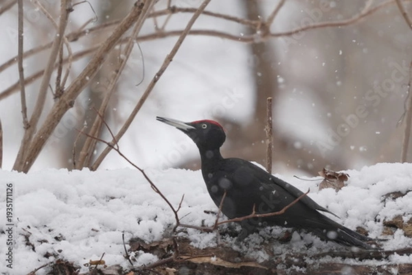 Obraz 雪の中のクマゲラ