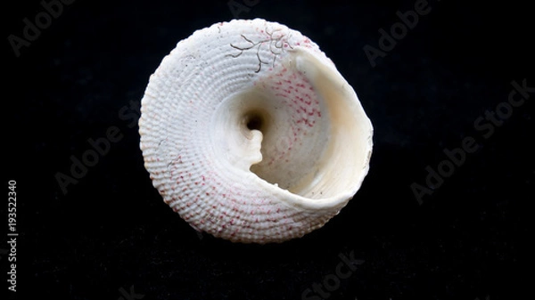 Fototapeta sea shell