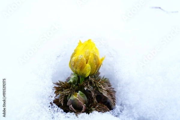 Obraz 雪の中に咲くフクジュソウ