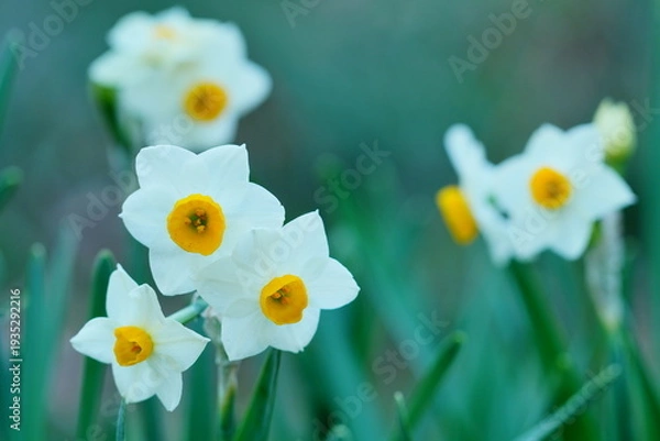 Obraz ニホンズイセン
