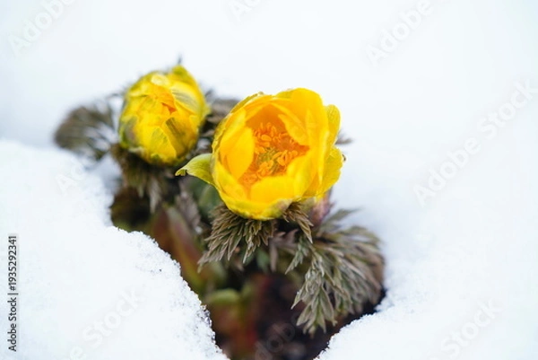 Obraz 雪の中に咲くフクジュソウ