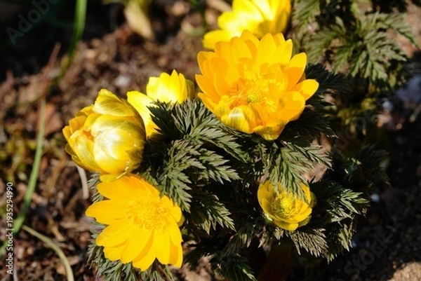 Obraz フクジュソウ
