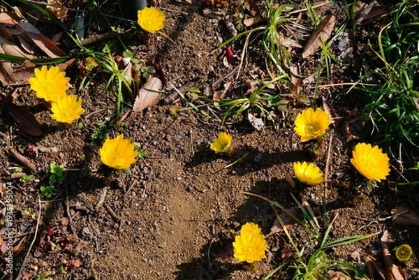 Obraz フクジュソウ
