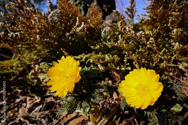 Obraz フクジュソウ
