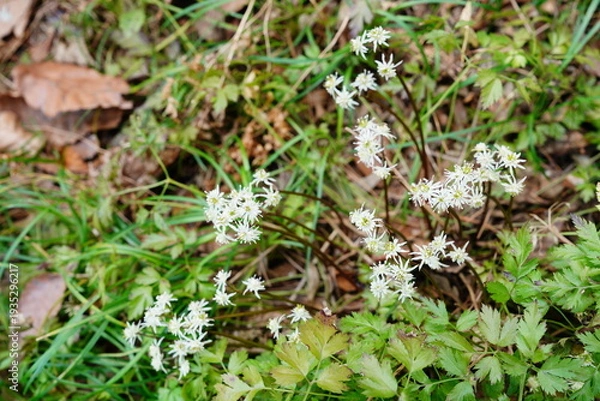Obraz セリバオウレンの花