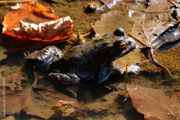 Obraz ヒキガエル
