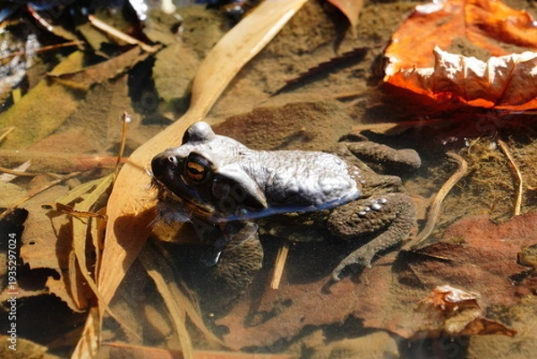 Obraz ヒキガエル
