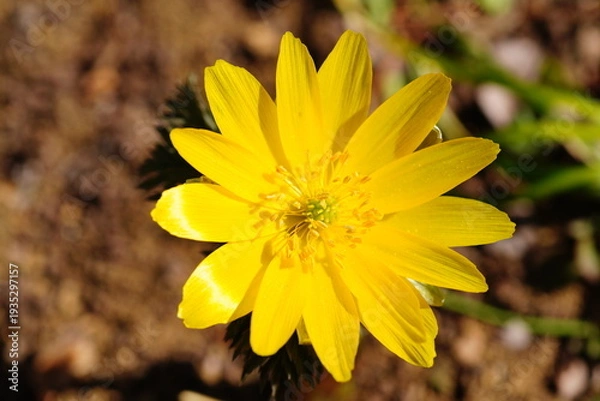 Obraz フクジュソウ
