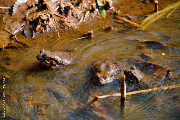 Obraz ヒキガエル
