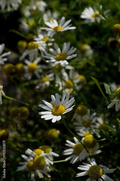 Fototapeta Margerite