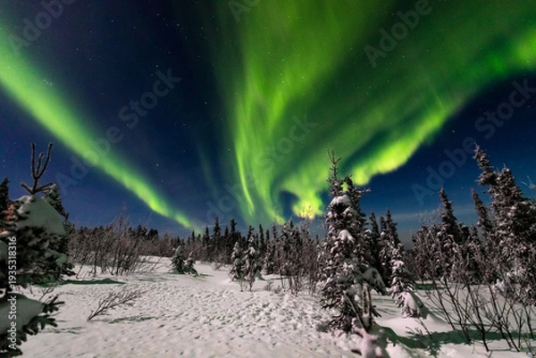 Obraz アラスカ　フェアバンクスのオーロラ