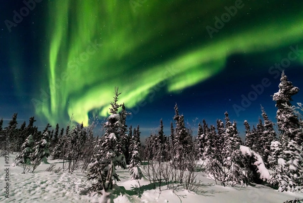Obraz アラスカ　フェアバンクスのオーロラ