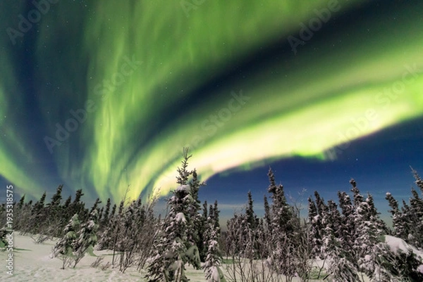 Fototapeta アラスカ　フェアバンクスのオーロラ