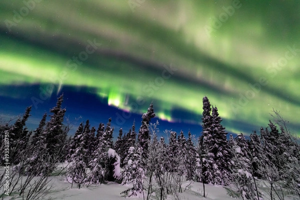 Obraz アラスカ　フェアバンクスのオーロラ