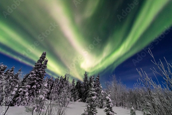 Obraz アラスカ　フェアバンクスのオーロラ