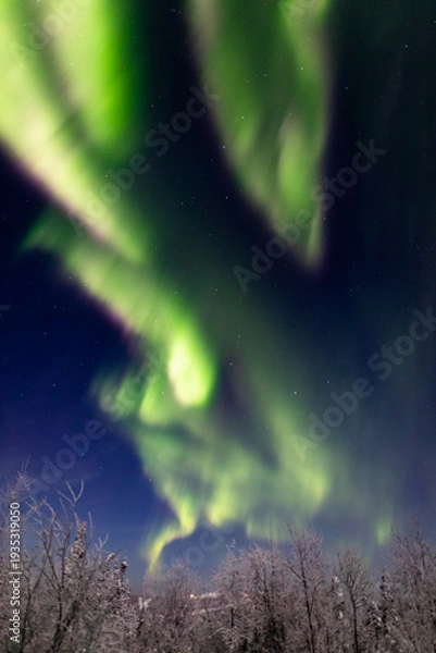 Fototapeta アラスカ　フェアバンクスのオーロラ