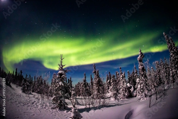 Obraz アラスカ　フェアバンクスのオーロラ