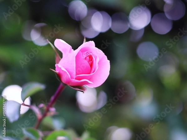 Obraz 輝く緑と美しいピンクのバラの花