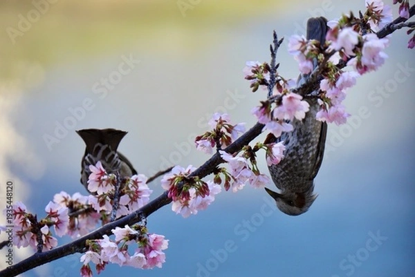 Obraz 安行桜の木の枝で逆さまになるヒヨドリ