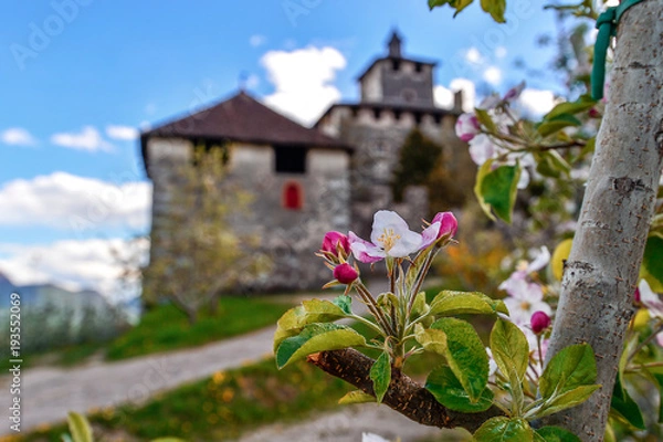 Fototapeta Melo in fiore con castello
