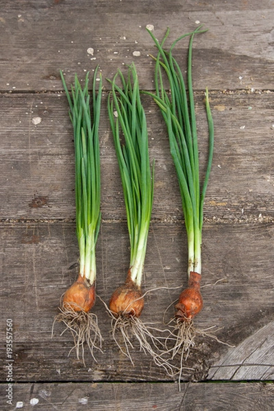 Fototapeta Spring onions, harvested vegetables on vintage wooden background..