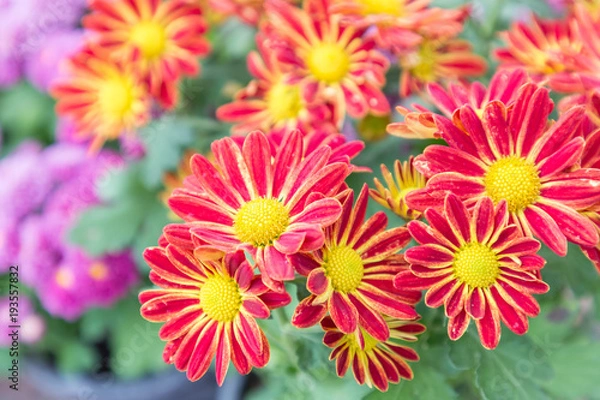 Fototapeta Flower and green leaf background in flower garden at sunny summer or spring day. flower for postcard beauty decoration and agriculture concept design. Red flower.