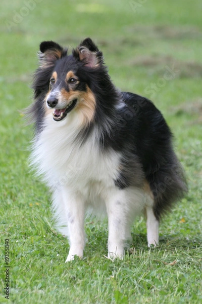 Obraz Sheltie-Rüde