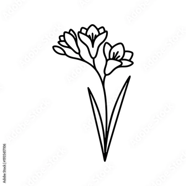 Obraz シンプルなフリージアの線画アイコン