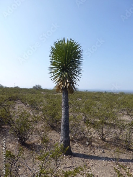Fototapeta Cactus