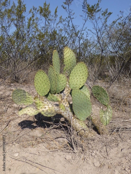 Fototapeta Cactus