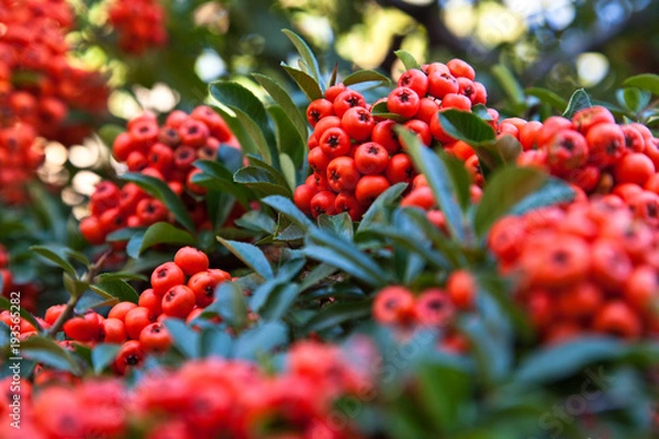 Obraz Firethorn plant (Pyracantha)