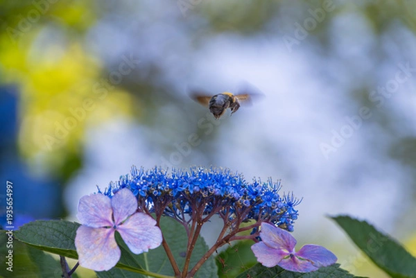 Obraz 日本の梅雨時期に咲く青いガクアジサイと飛翔するクマバチの瞬間
