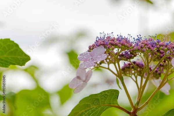 Obraz 雨上がりの雫が美しい紫色のガクアジサイと明るい空の背景