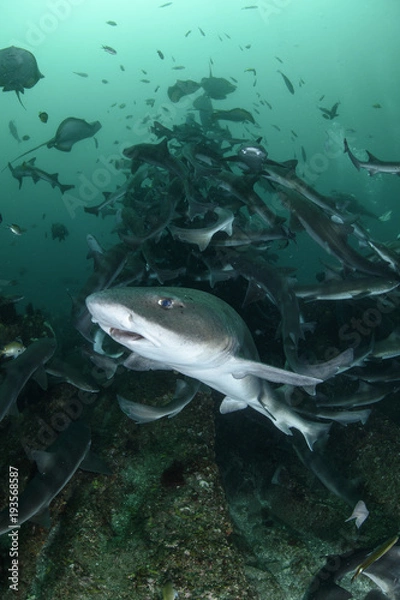 Fototapeta Banded Hound Shark Feeding Frenzy in Japan