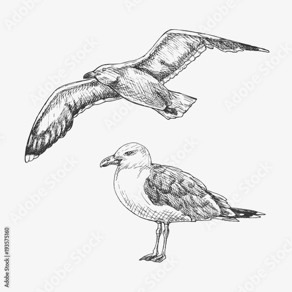 Obraz Ręcznie rysowane mewa. Ptak morski. Ilustracji wektorowych
