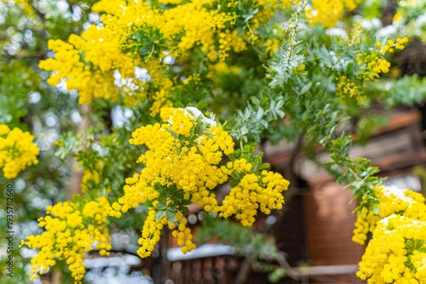 Obraz 日本　東京浅草　春の蔵前神社のミモザと雪